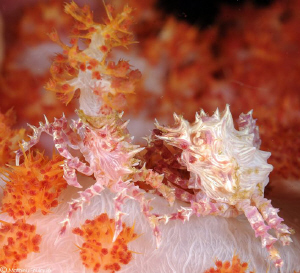 2 Hoplophrys oatesii by Mathieu Foulquié 